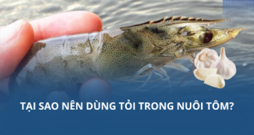 Tại sao nên dùng tỏi trong nuôi tôm?